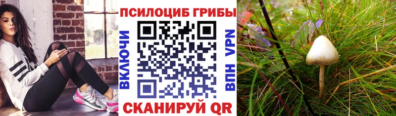 хочу наркоту  Канаш  Галлюциногенные грибы Cubensis 